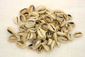 100 Cut & Polished Kenyan Cowrie Shells